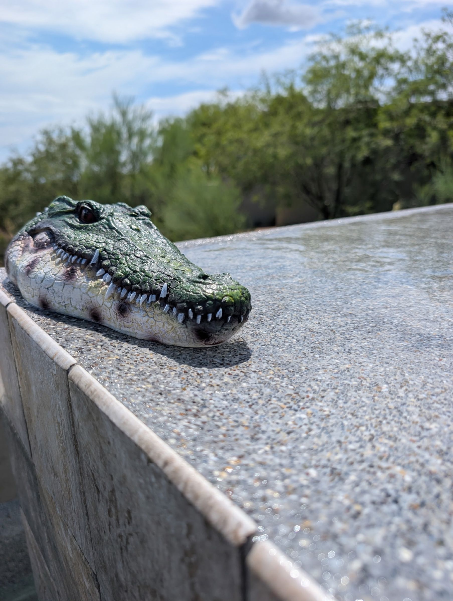An alligator-head pool decoy on the edge of a Cave Creek pool